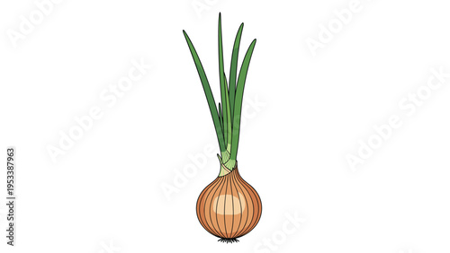 Single fresh whole onion with long green sprouts on a white background shown in a detailed botanical illustration.