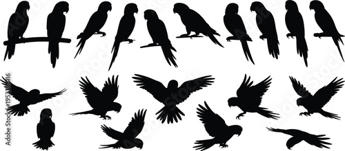 Parrots Silhouettes Perched and Flying on White Background bird birds