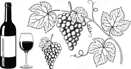 Vineyard collection featuring black wine bottle silhouette, glass of red wine, and detailed hand drawn grape bunches with vines and leaves for winery labels and logos.