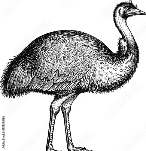 Detailed vintage engraving of an Australian emu flightless bird illustration on white background for nature wildlife educational biology and rustic retro design projects