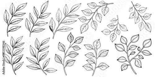 Botanical illustration of various delicate leaf and branch arrangements