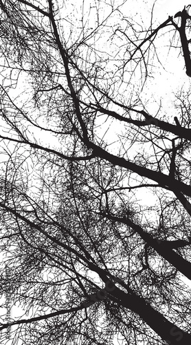 13-61. Silhouette vector images of long, oblique branches toward the sky - illustration.