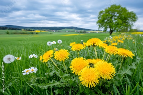 Dandelions and daisies blooming in green spring meadow