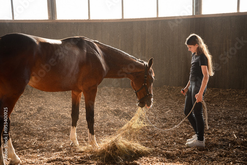  Beginning student interacts safely with horse. Calm scene of girl learning to handle horse in arena. Horse care concept.