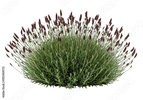 A lush lavender bush with numerous vibrant dark purple flower spikes and slender green foliage