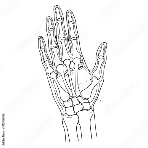 Detailed illustration of a human hand skeleton with visible bones and joints for anatomical study.