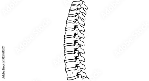 Illustration of a human spine vertebrae diagram showing individual bones and natural curvature for educational reference.