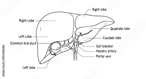 Diagrammatic Liver Anatomy with Lobes, Gallbladder, and Vascular Structures.
