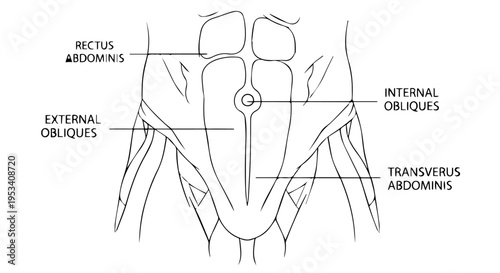 Detailed diagram of the human abdominal muscles showing rectus, obliques, and transversus abdominis.