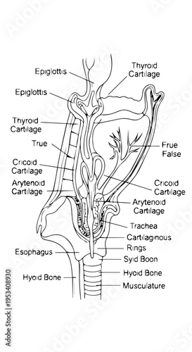 Detailed labeled diagram of the human larynx and surrounding neck structures showing cartilage and airway components.