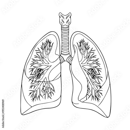 Anatomical illustration of human lungs with bronchial tree and airway structure.