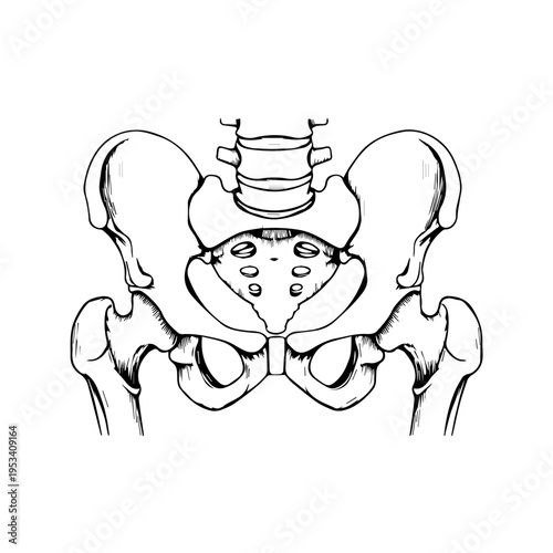 Anatomical illustration of the human pelvis, sacrum, and lower spine shown in a detailed frontal view.