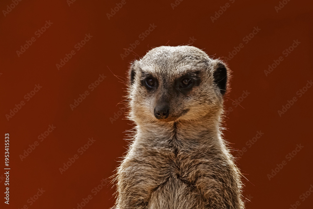 Fototapeta premium Portrait d'un suricate