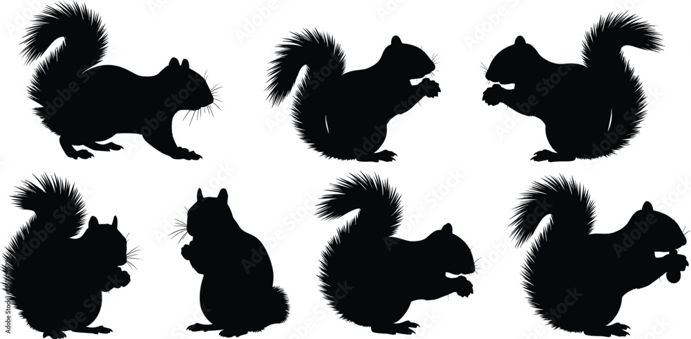 Obraz premium Grey squirrel silhouette set. Woodland rodent wildlife vector collection. Black isolated squirrel poses sitting, eating and holding nut with fluffy tail.