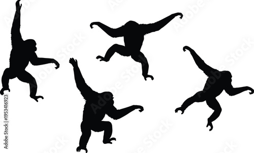 Siamang gibbon silhouette collection. Swinging, jumping and climbing arboreal primate poses. Tropical rainforest wildlife animal vector set.