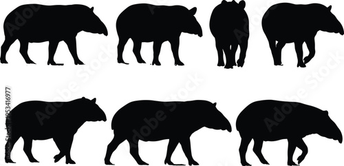 Tapir silhouette collection. Tropical forest mammal walking and standing poses. Exotic wildlife animal vector illustration set.