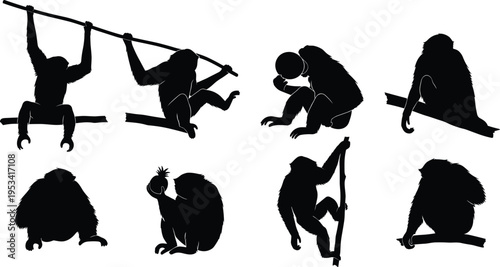 Siamang gibbon silhouette set with sitting, swinging and feeding poses. Tropical rainforest primate wildlife vector illustration collection.