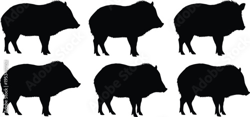 Peccary silhouette collection. Collared peccary or javelina wild pig vector set. Black isolated American wildlife mammal poses.