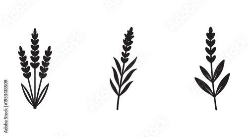 Black silhouettes of wheat and lavender plants on white background for decoration and design  simple floral elements