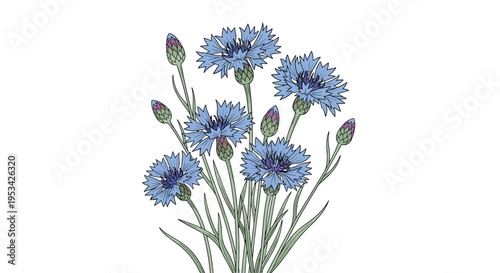 Group of beautiful blue cornflowers with buds and green leaves blooming together in a natural arrangement against a white background.