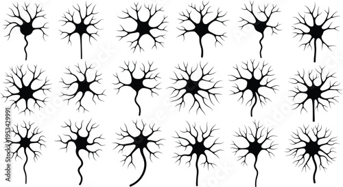 Collection of neuron cells with diverse dendritic structures