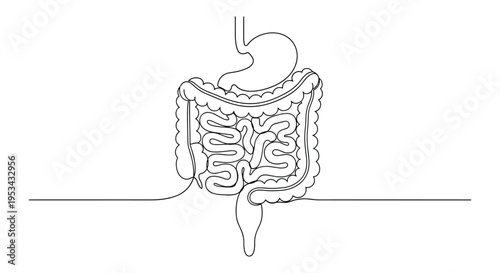 Detailed continuous line drawing of the human digestive system including stomach small intestine and large intestine on white.