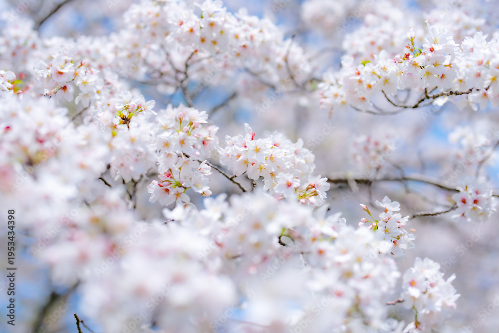 Fototapeta premium 桜