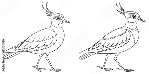 Foto Two lapwing bird drawings side by side, detailed black and white outlines eps 10