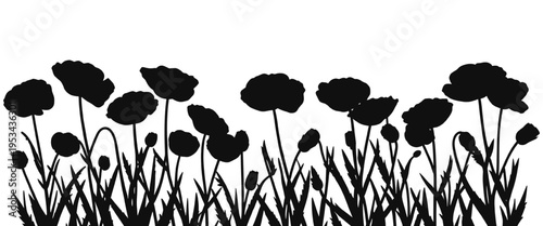 Wild poppy meadow silhouette dense floral border with grass isolated on transparent background, rich natural composition perfect for spring landscape decoration and vector illustration use.