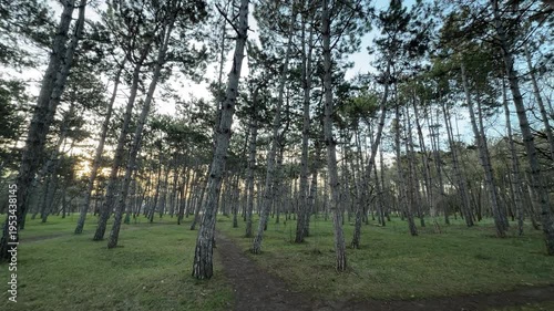 Wallpaper Mural A narrow trail leads through a dense grove of tall, thin pines at sunrise. The soft morning light creates a warm and hopeful feeling within the quiet, shadows of the forest glade Torontodigital.ca
