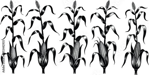 Black and white high‑contrast illustration of five corn stalks with detailed kernels, husks, tassels, and broad leaves, agricultural maize crop artwork