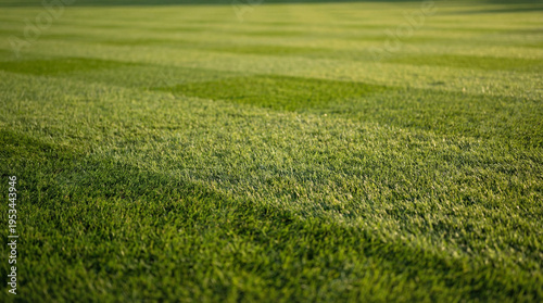 Fotografie Grass background - Sunny landscape view of a large patch of some freshly cut, healthy, green grass mowed in a checkerboard pattern