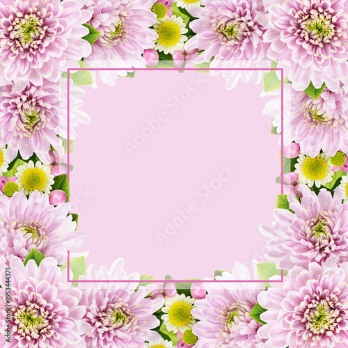 Pink chrysanthemum flowers ...