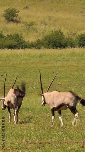 Gemsbok Oryx Herd Grazing on Green Savanna