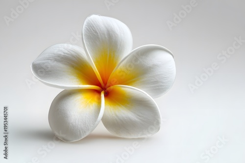 Single White Frangipani Flower Isolated on White Background, Tropical Floral Spa Wellness Concept, Clean Minimal Studio Close Up Photography