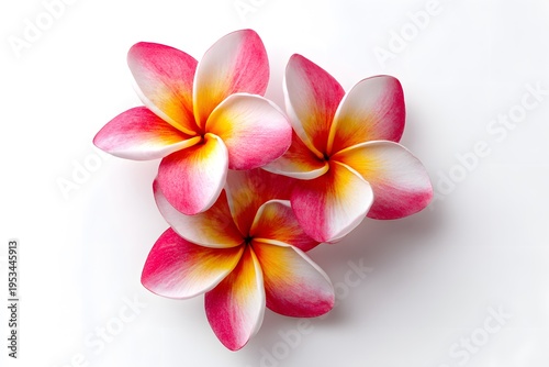 Three Frangipani Flowers Flat Lay Isolated on White Background, Tropical Floral Spa Wellness Concept, Minimal Clean Studio Photography
