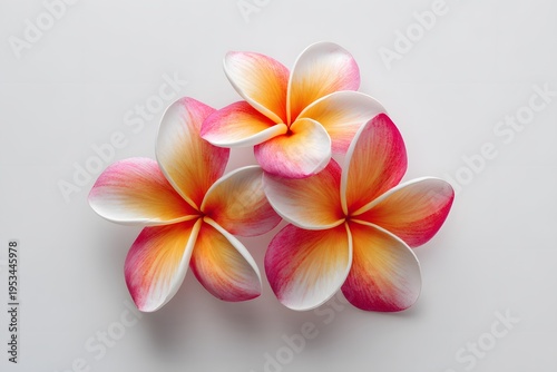 Three Frangipani Flowers Flat Lay Isolated on White Background, Tropical Floral Spa Wellness Concept, Minimal Clean Studio Photography