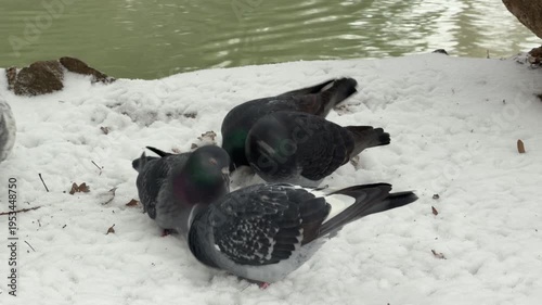 Wallpaper Mural A group of pigeons pecks at the ground in a snowy landscape. The birds are foraging near the edge of a green pond. It is a cold winter day with snow covering the bank. Torontodigital.ca