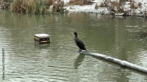 Wallpaper Mural A large, black Great Cormorant stands alert on a snow-covered pipe extending into a calm pond. The bird looks toward the snowy shoreline where dry reeds and brush line the water's edge. Torontodigital.ca