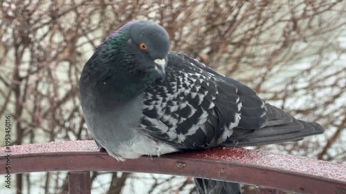 Wallpaper Mural A dark, iridescent pigeon perches quietly on a red metal railing covered in light frost. In the background, a body of water flows past wintery, bare bushes. Torontodigital.ca