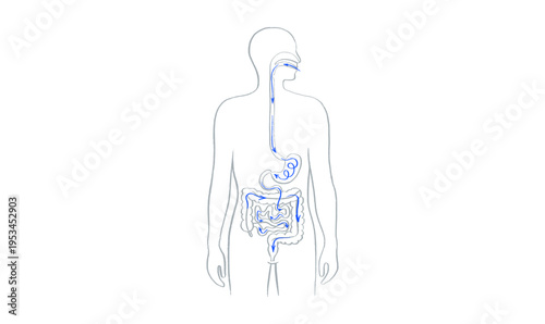 Digestive system diagram