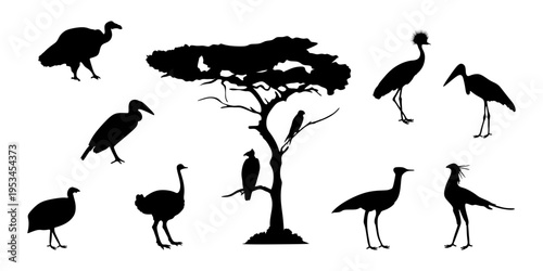 Silhouette of African bird collection with acacia tree. Wildlife set featuring ostrich, crane, heron and vulture. African savanna landscape wildlife element for natural design.
