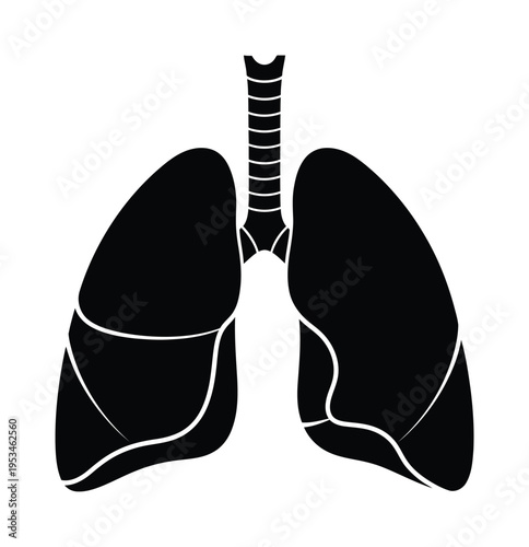 Vector of human lungs with anatomical details of the trachea