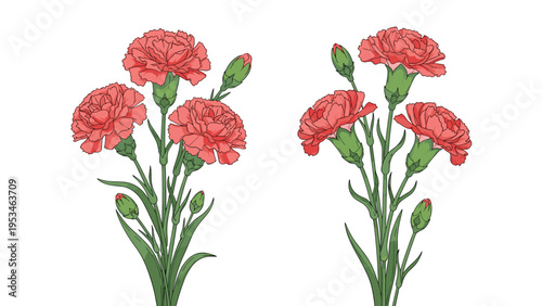 Two beautiful bouquets of pink carnation flowers with green leaves and small buds isolated on a clean white background.