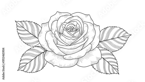 Intricate line art sketch of a blooming rose flower with detailed petals and surrounding leaves on a clean white background.