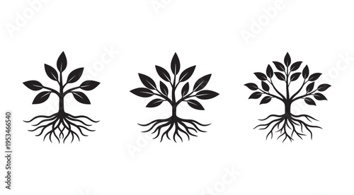 Black silhouettes of three tree growth stages with roots and leaves on white background  tree silhouettes showing growth and development stages