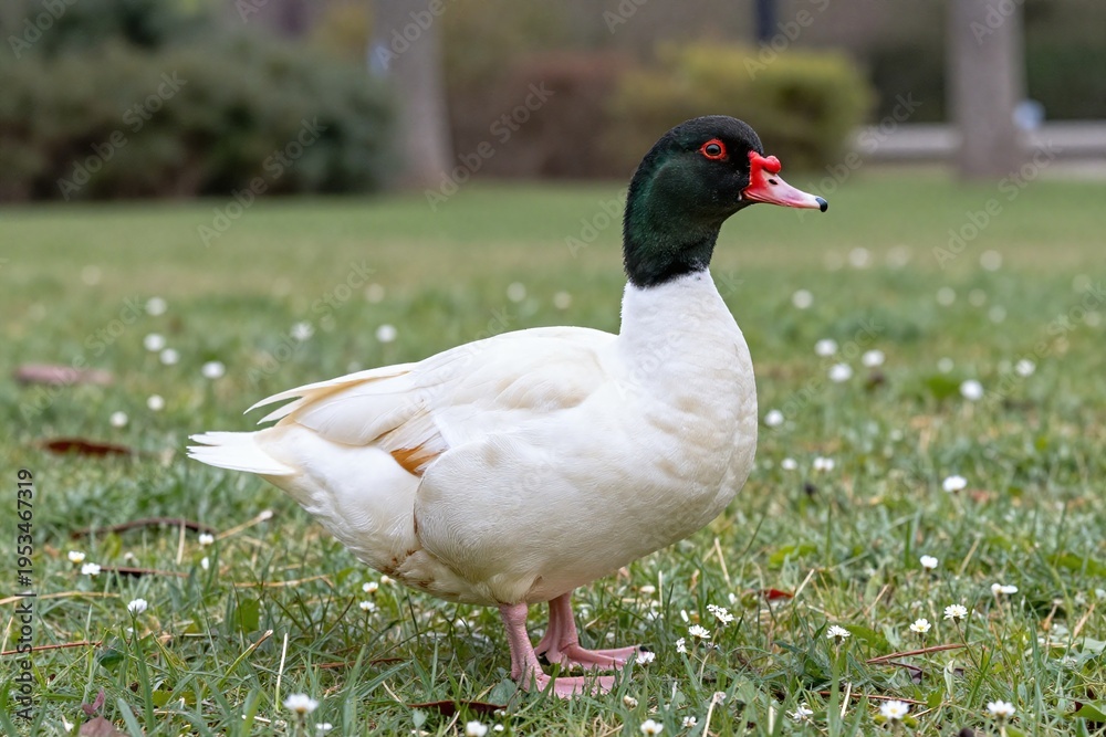 Obraz premium A duck standing on top of a lush green field