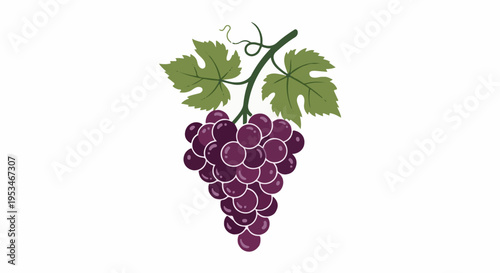 A bunch of purple grapes with green leaves on a vine