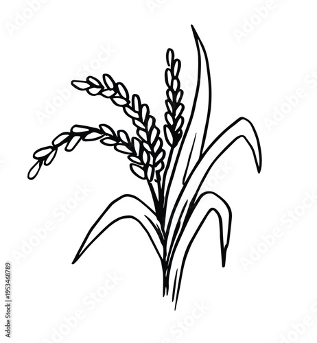 Hand drawn rice plant illustration with detailed grains and leaves 