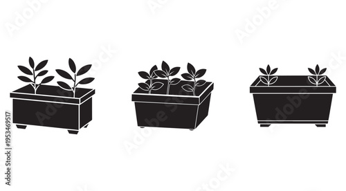 Three black and white potted plants with multiple small leaves in rectangular pots side by side on white background  isolated